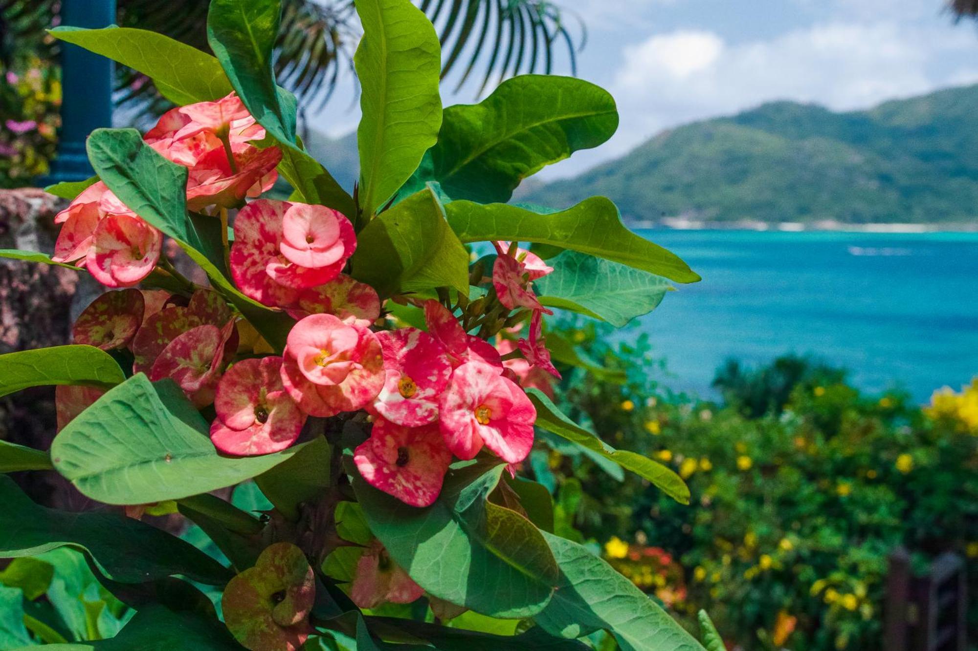 Colibri Hotel Baie Sainte Anne Luaran gambar