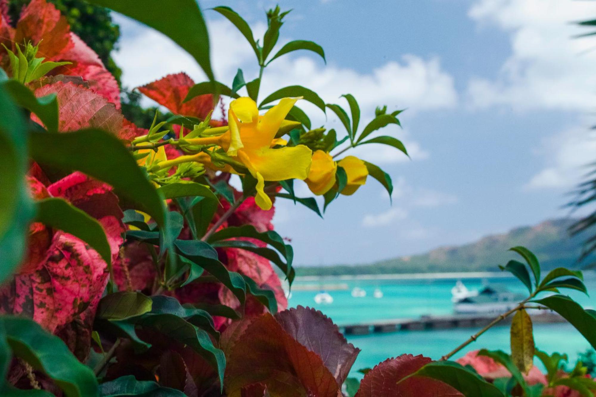 Colibri Hotel Baie Sainte Anne Luaran gambar