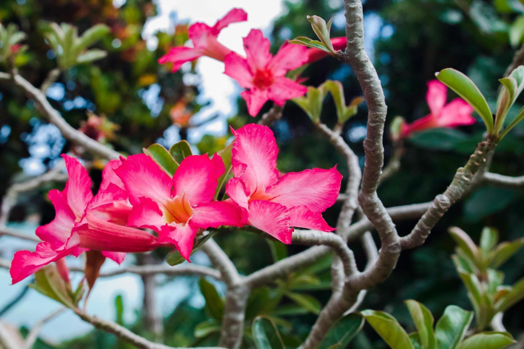 Colibri Hotel Baie Sainte Anne Luaran gambar